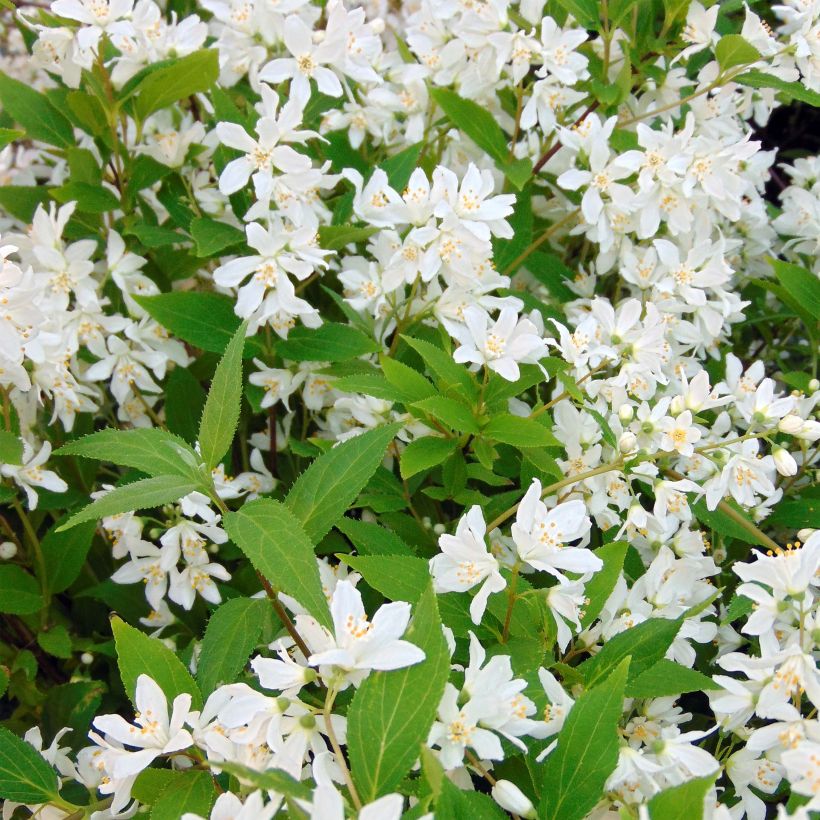 Deutzia Yuki Snowflake (Fioritura)