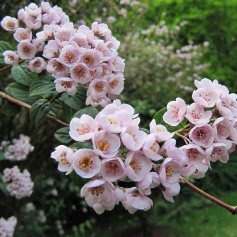 Deutzia compacta Lavender Time (Fioritura)