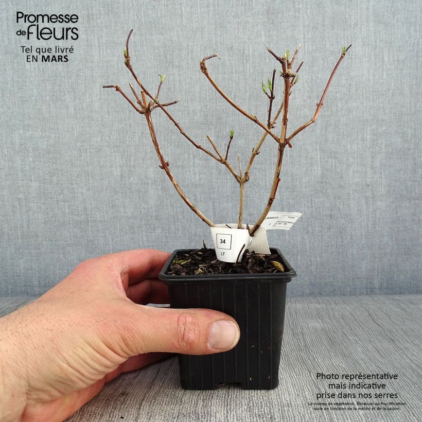 Deutzia crenata Pride of Rochester en godet de 9cm esemplare consegnato in inverno