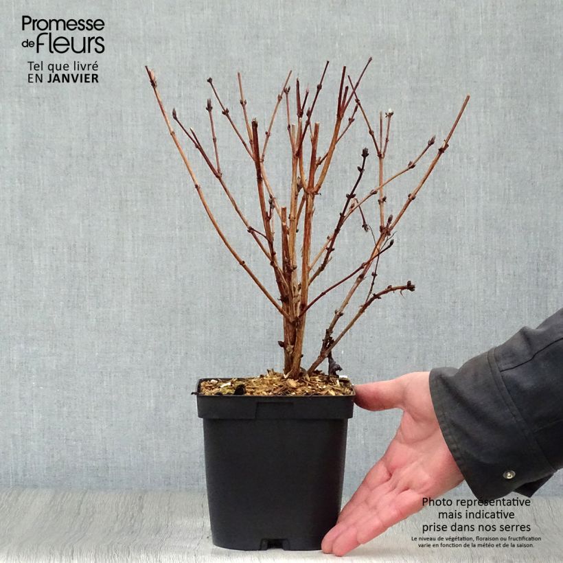 Deutzia hybrida Mont Rose en pot de 2L/3L - Deutzie esemplare consegnato in inverno