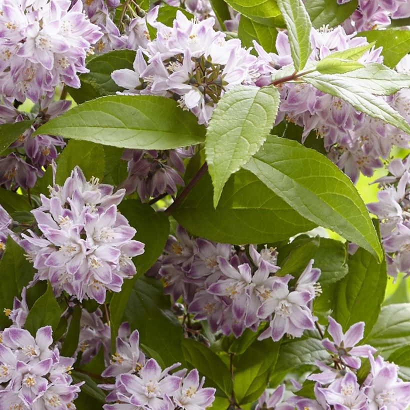 Deutzia Raspberry Sundae (Fogliame)