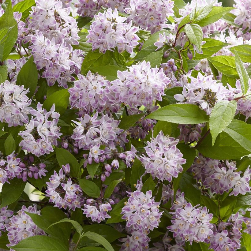 Deutzia Raspberry Sundae (Fioritura)