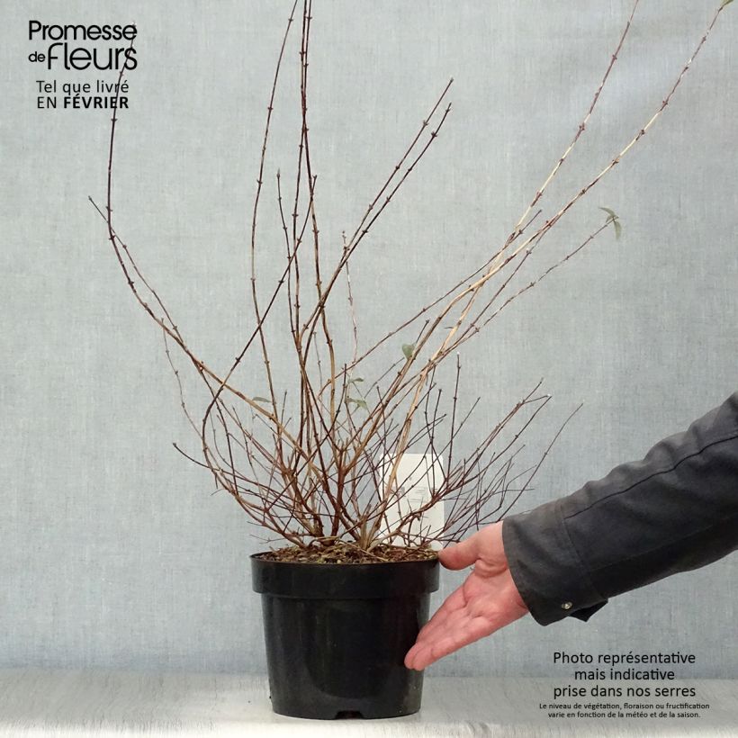 Deutzia monbeigii Pot de 2L/3L esemplare consegnato in inverno