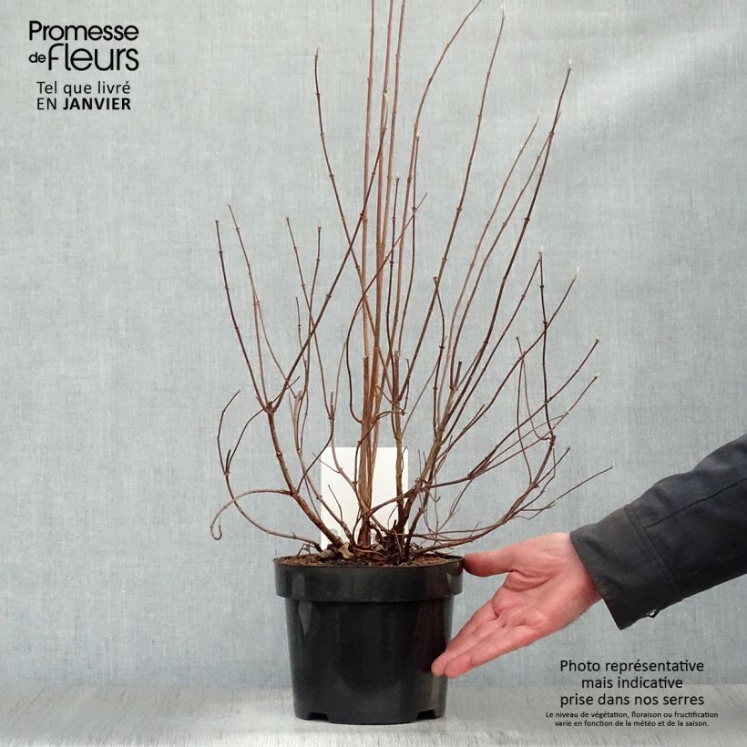 Deutzia pulchra Pot de 2L/3L esemplare consegnato in inverno