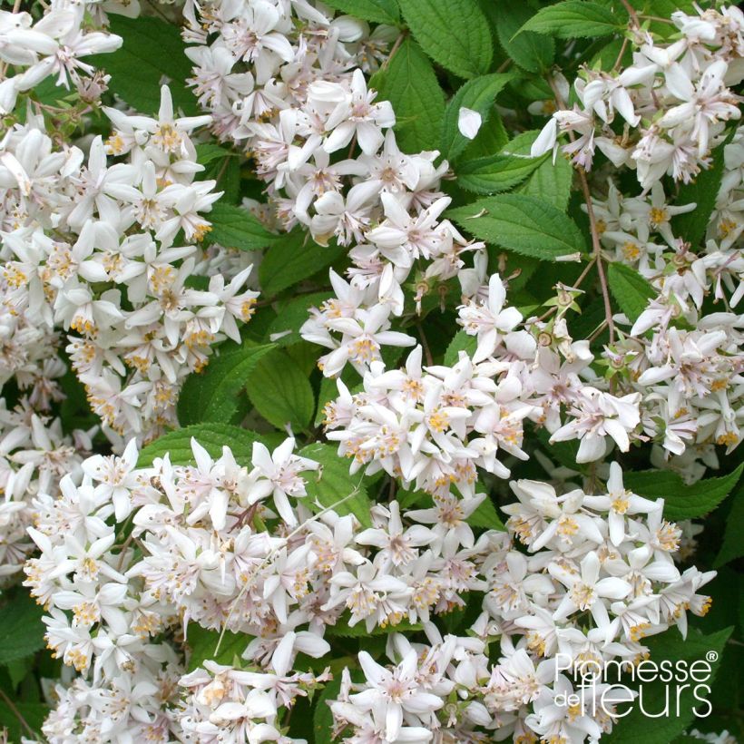 Deutzia scabra (Fioritura)