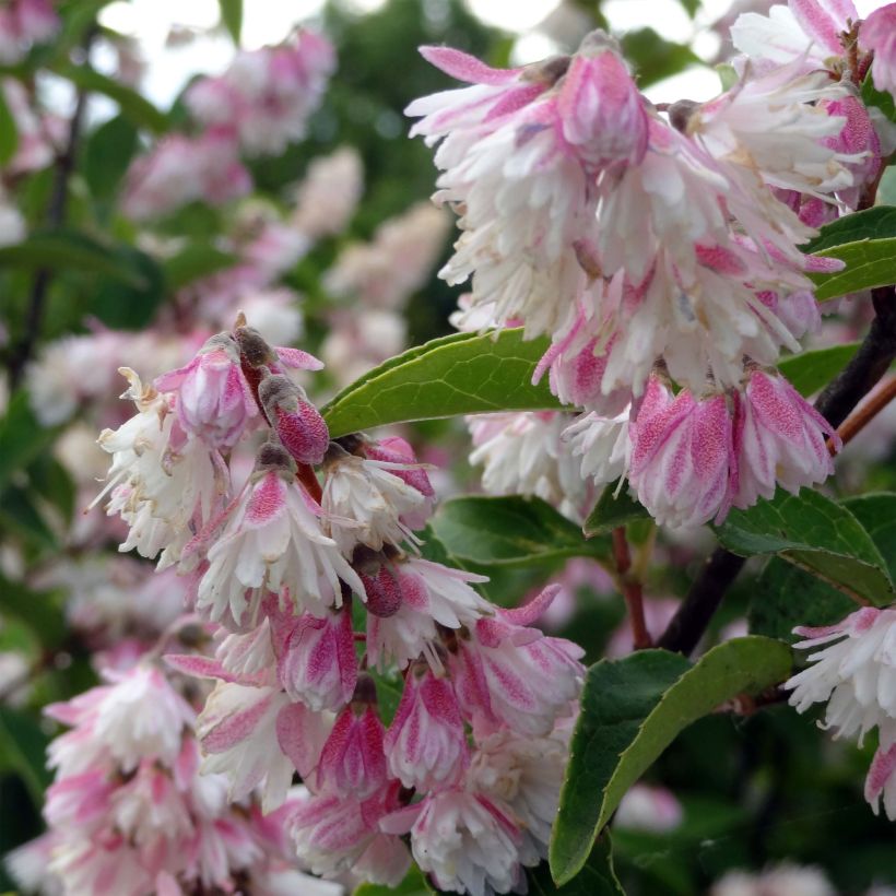 Deutzia scabra Plena (Fioritura)