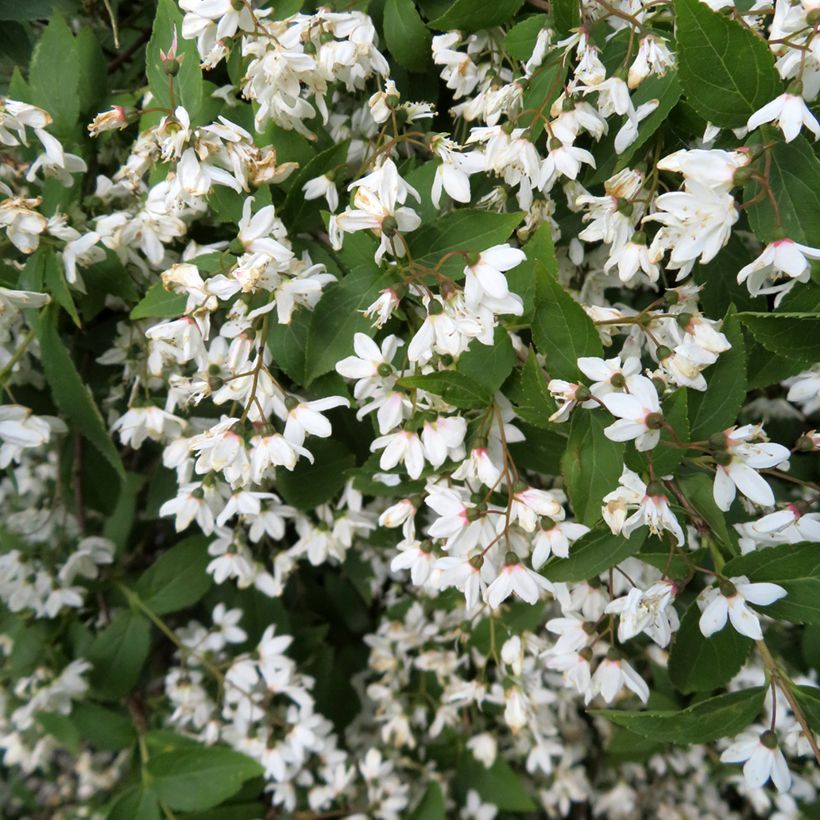 Deutzia lemoinei (Fioritura)