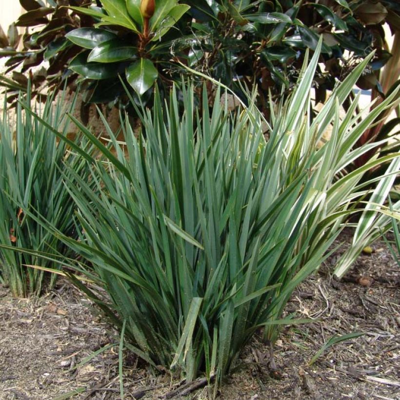 Dianella revoluta Little Rev (Fogliame)