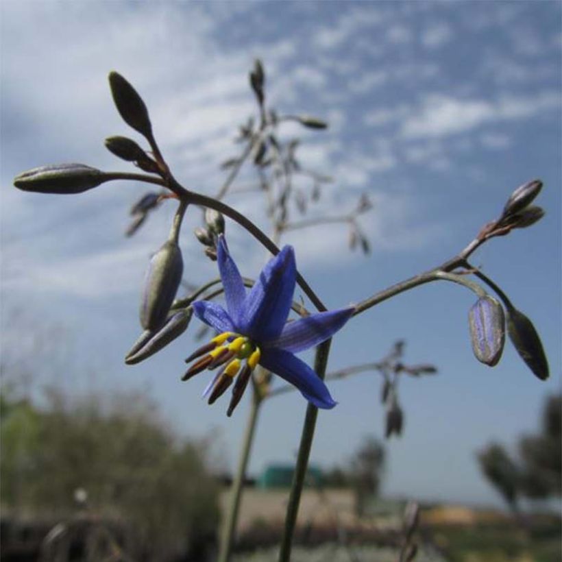 Dianella revoluta Little Rev (Fioritura)