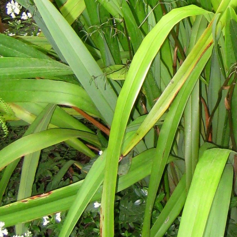 Dianella tasmanica (Fogliame)