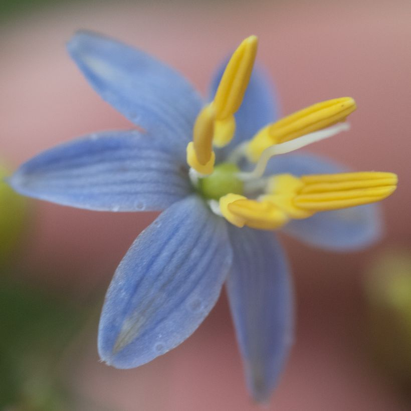 Dianella tasmanica (Fioritura)