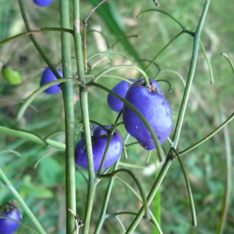 Dianella tasmanica (Raccolta)