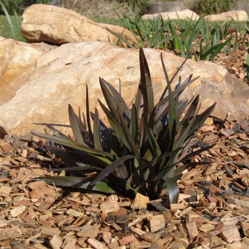 Dianella tasmanica Blaze (Porto)