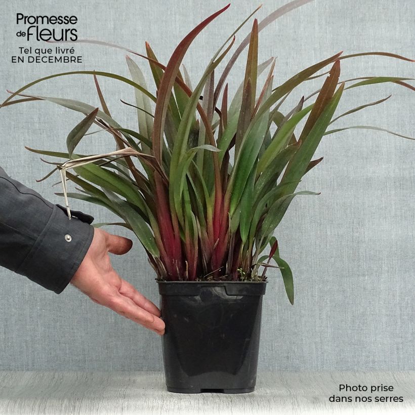 Dianella tasmanica Blaze Pot de 2L/3L esemplare consegnato in inverno