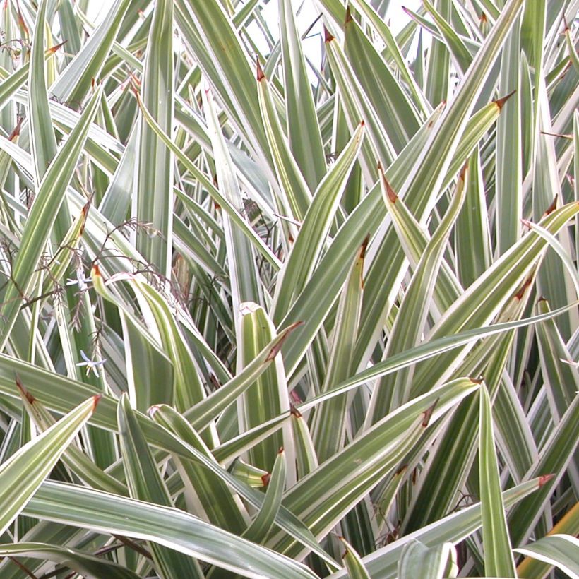 Dianella tasmanica Variegata (Fogliame)