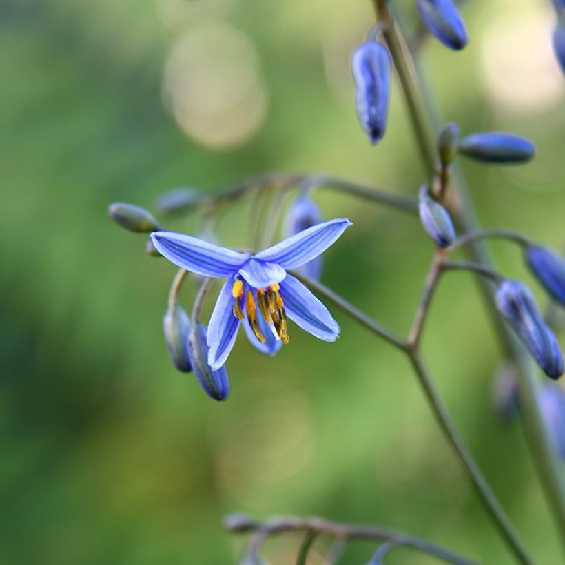 Dianella tasmanica Variegata (Fioritura)