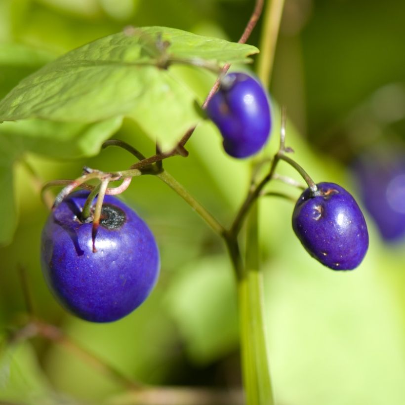 Dianella tasmanica Variegata (Raccolta)