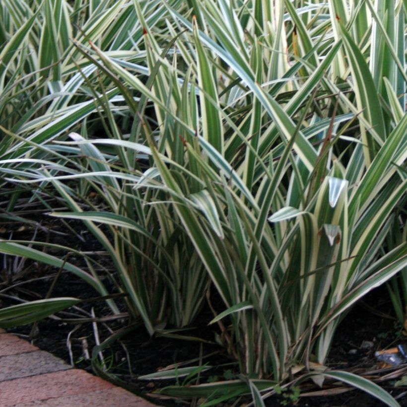 Dianella tasmanica Variegata (Porto)