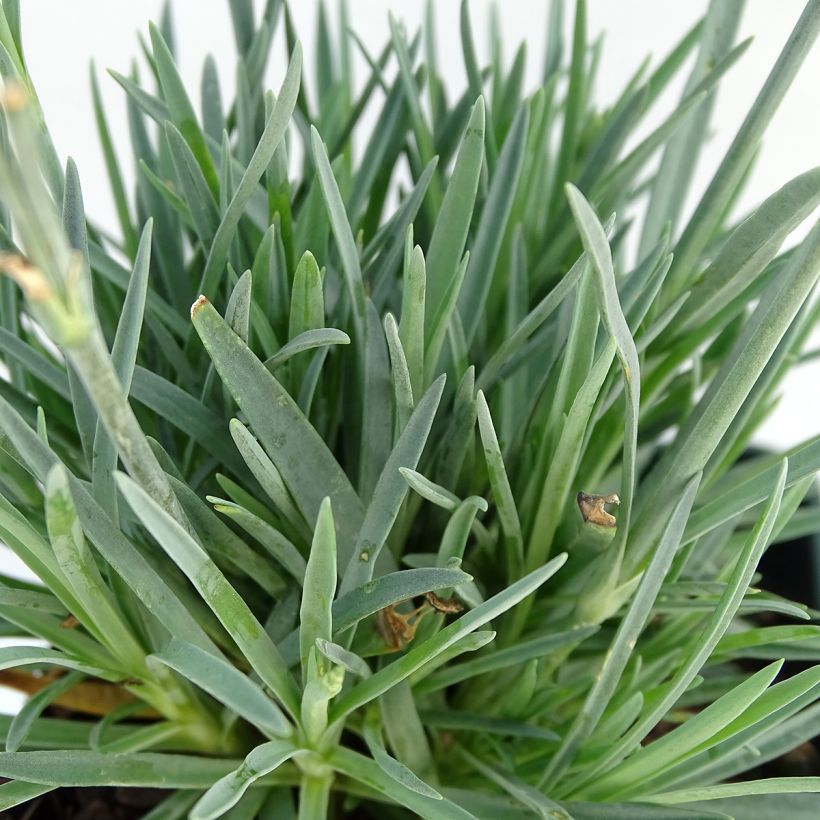 Dianthus Evening Star - Garofano (Fogliame)