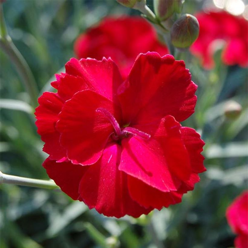 Dianthus alwoodii Fusilier - Garofano (Fioritura)