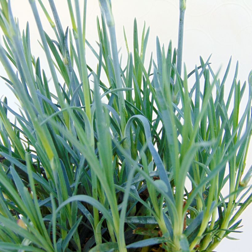 Dianthus alwoodii Fusilier - Garofano (Fogliame)