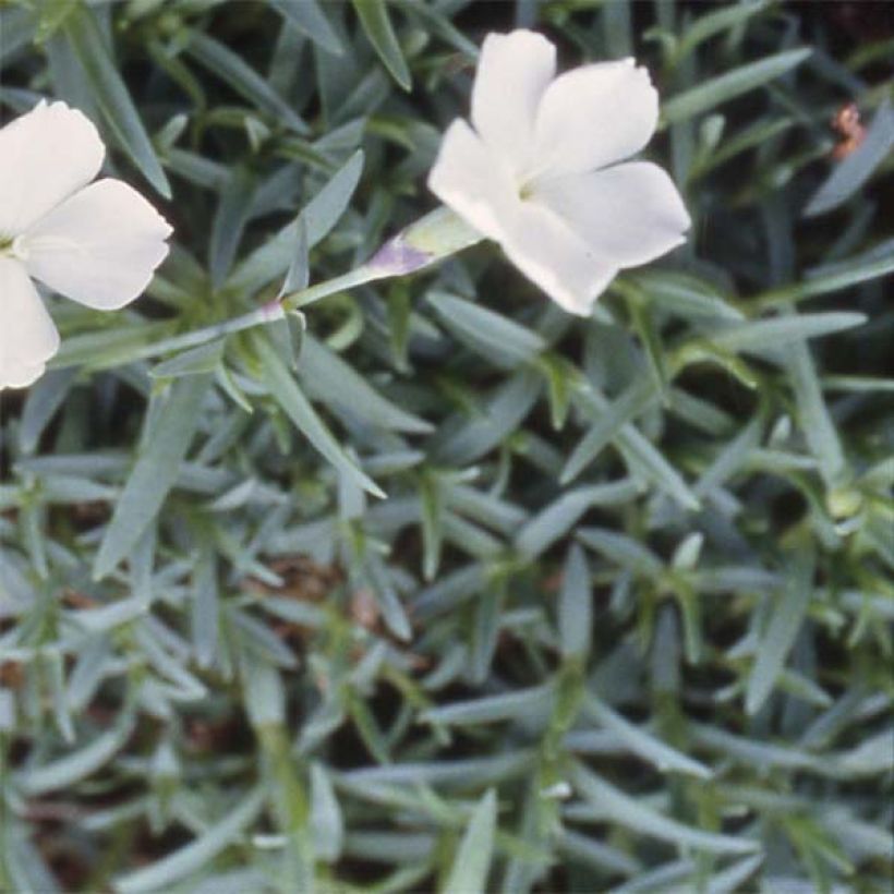 Dianthus gratianopolitanus La Bourboule Alba - Garofano di Grenoble (Fogliame)