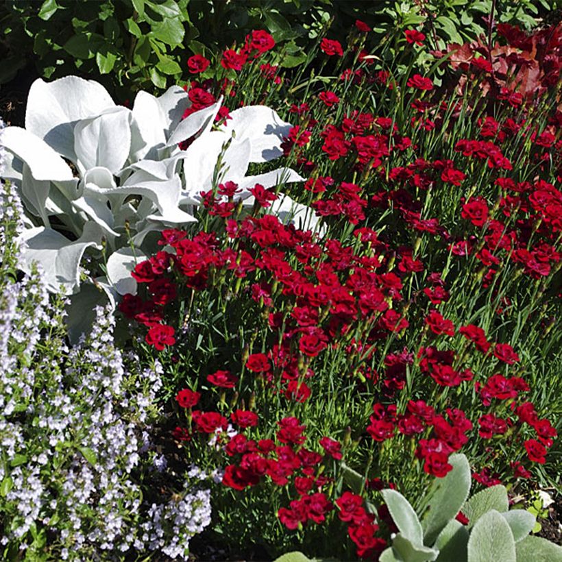 Dianthus plumarius Merci Fleuri - Garofano strisciante (Porto)