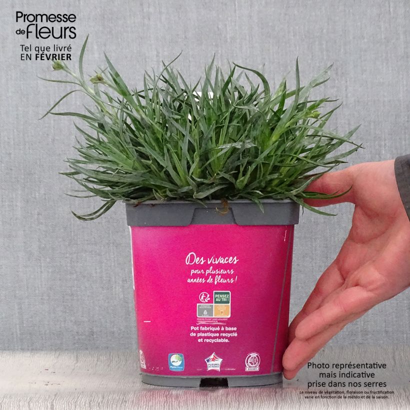 Dianthus Scent First Tickled Pink - Œillet mignardise en pot de 2 litres esemplare consegnato in inverno