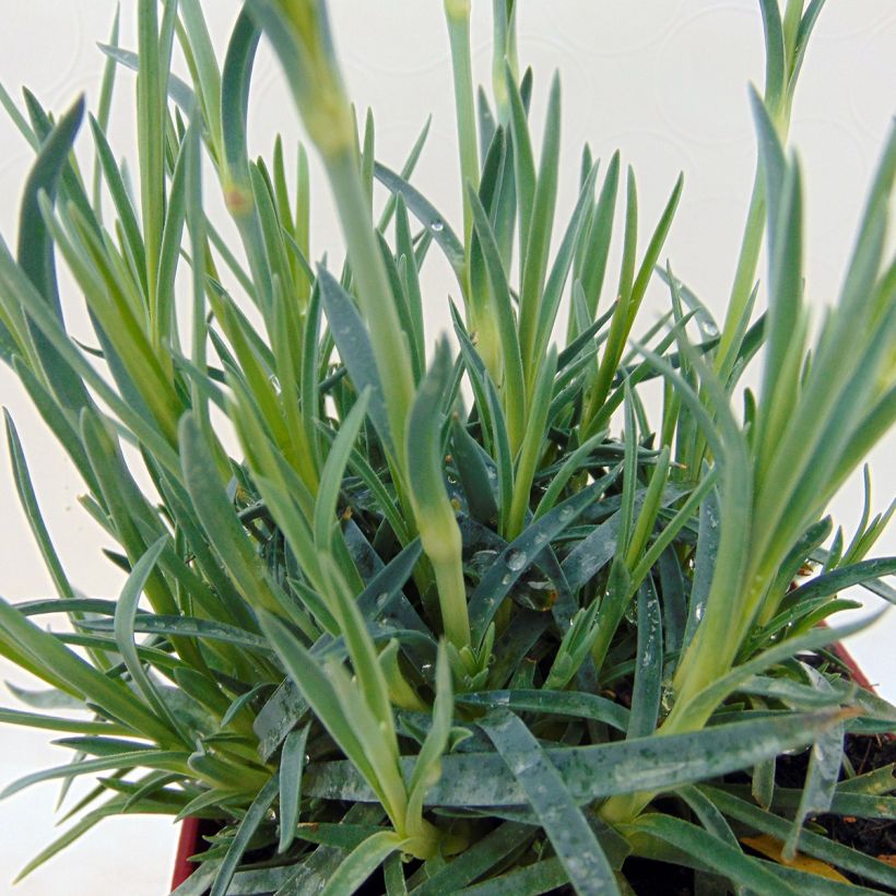 Dianthus plumarius Scent First Tickled Pink - Garofano strisciante (Fogliame)