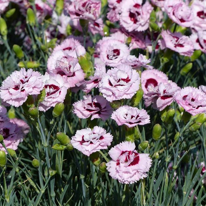 Dianthus plumarius Scent First Raspberry Sundae - Garofano strisciante (Fioritura)