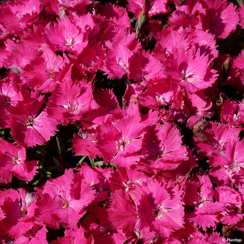 Dianthus Vivid Bright Light - Garofano (Fioritura)