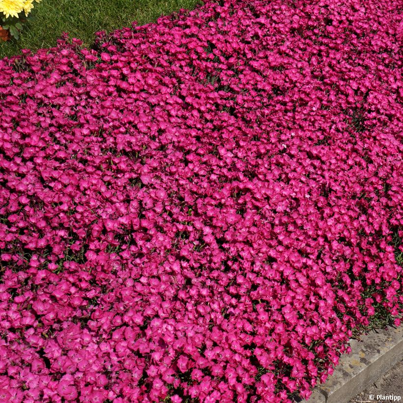 Dianthus Vivid Bright Light - Garofano (Porto)