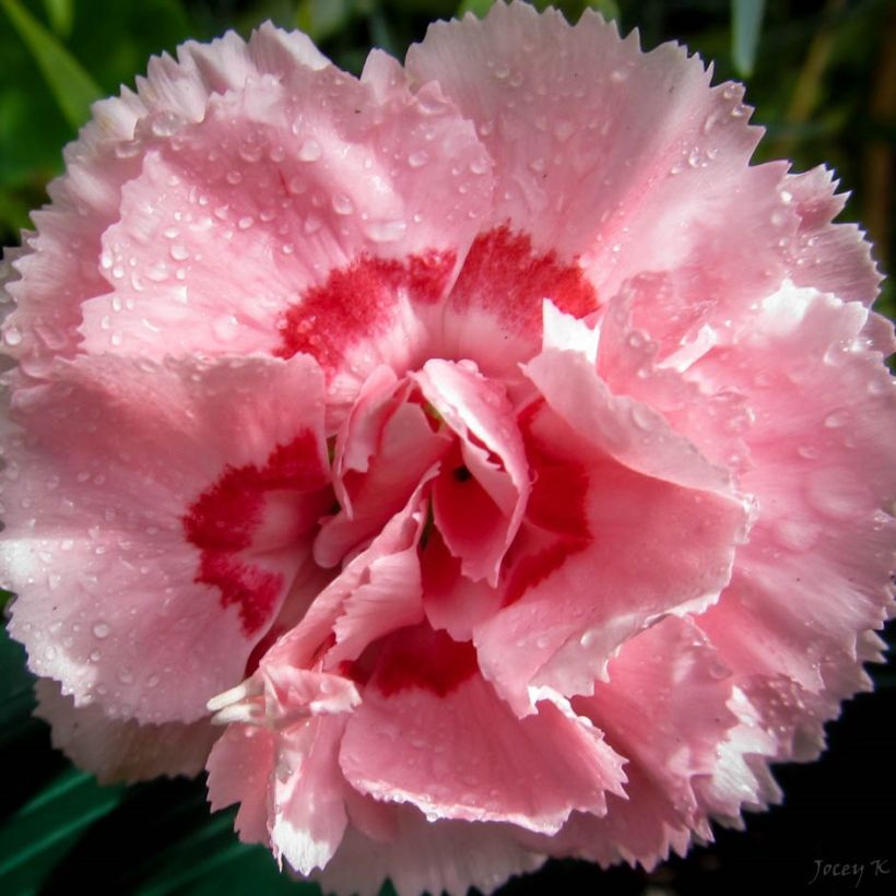 Dianthus Whatfield Supergem - Garofano (Fioritura)