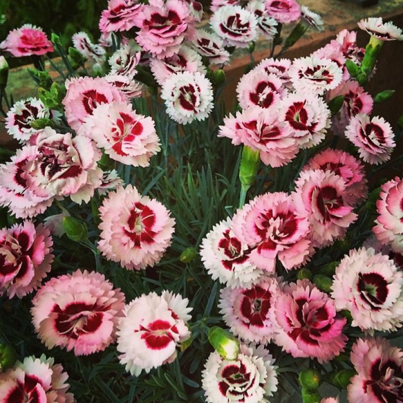 Dianthus Whatfield Supergem - Garofano (Porto)