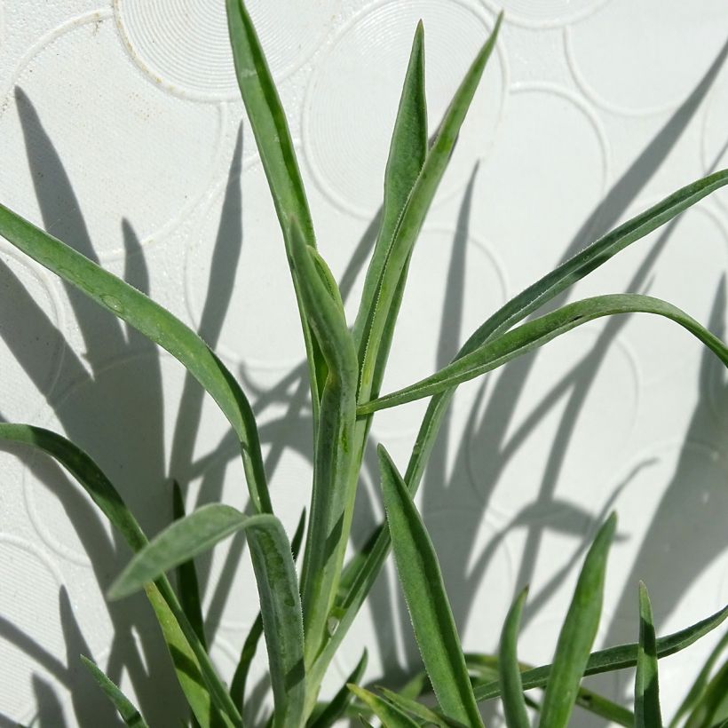 Dianthus allwoodii Alice - Garofano (Fogliame)