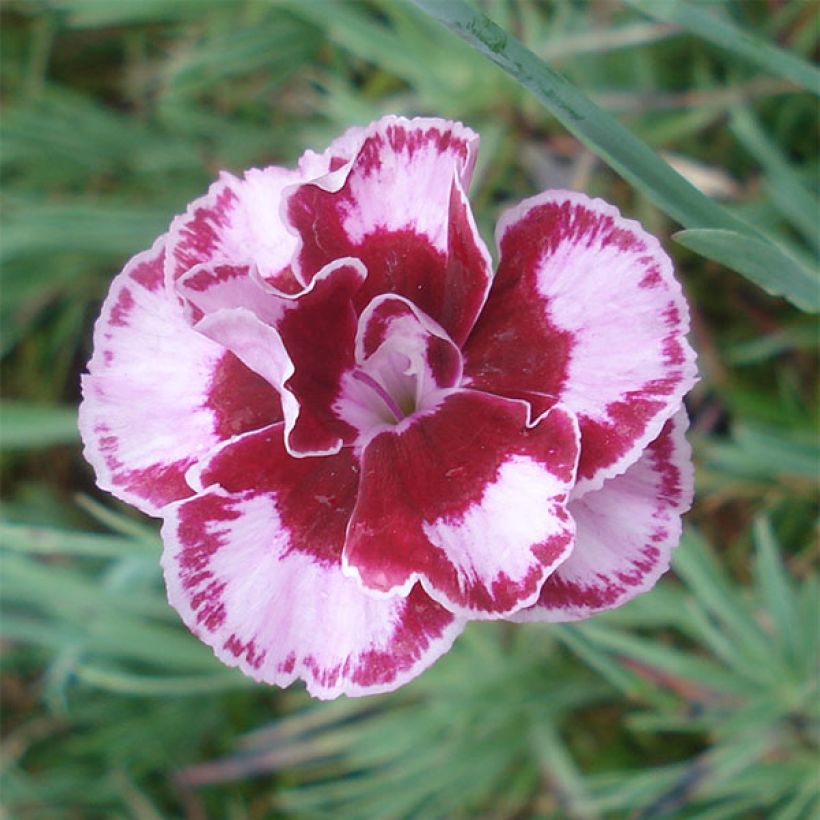 Dianthus alwoodii Romeo - Garofano (Fioritura)