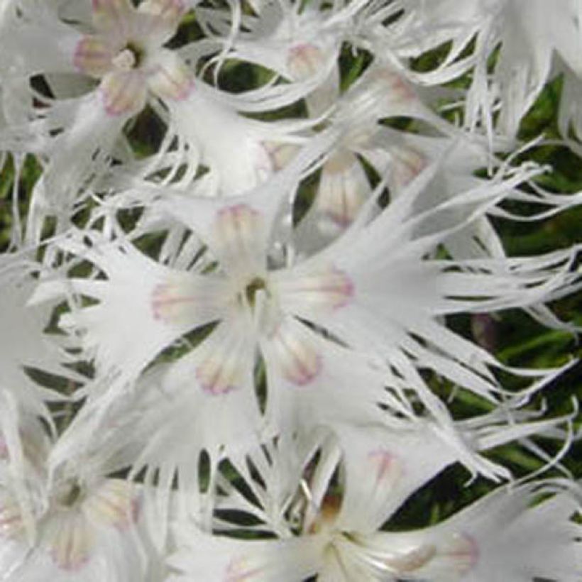 Dianthus arenarius - Garofano delle sabbie (Fioritura)