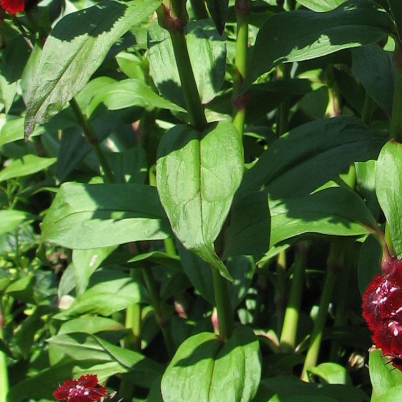 Dianthus barbatus Oeschberg - Garofano dei poeti (Fogliame)