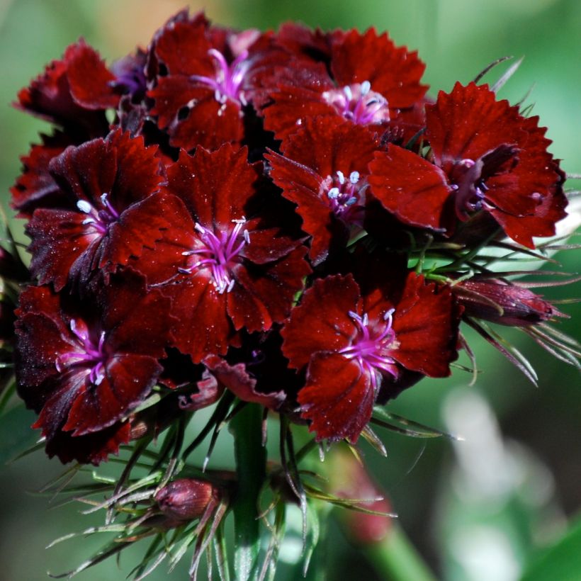 Dianthus barbatus Oeschberg - Garofano dei poeti (Fioritura)