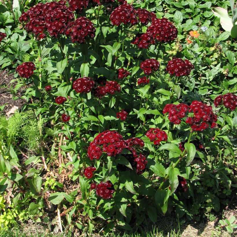 Dianthus barbatus Oeschberg - Garofano dei poeti (Porto)