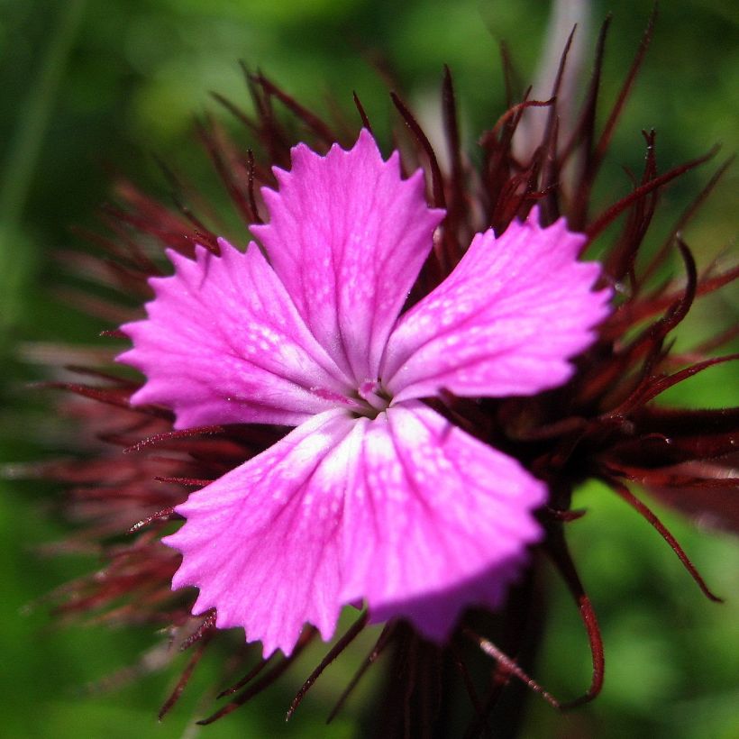 Dianthus barbatus Pink Beauty - Garofano dei poeti (Fioritura)