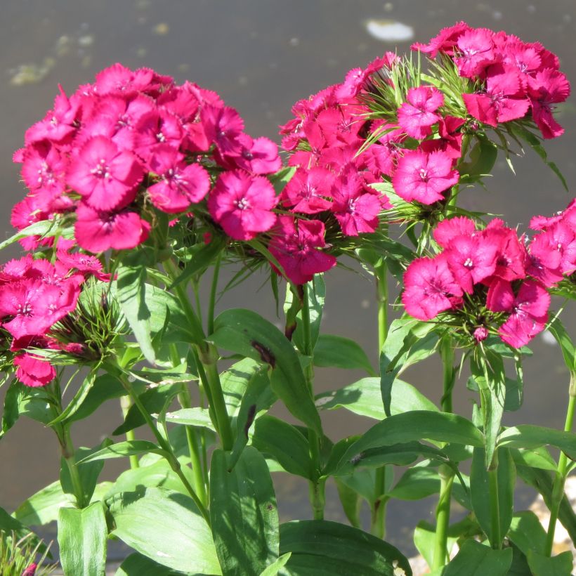 Dianthus barbatus Pink Beauty - Garofano dei poeti (Porto)