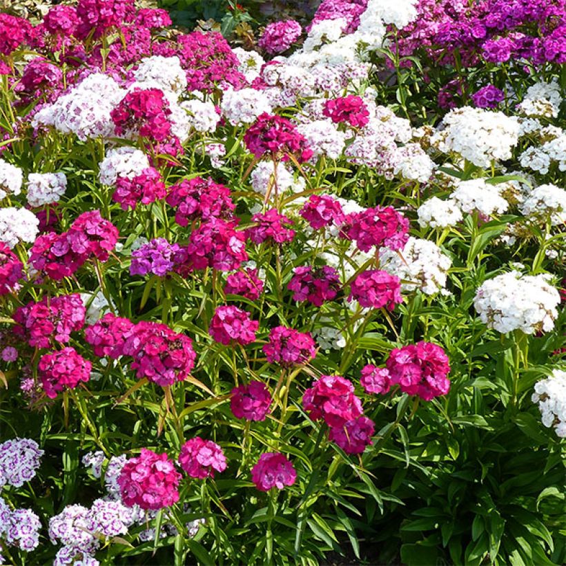 Dianthus barbatus Precurseur - Garofano dei poeti (Fioritura)