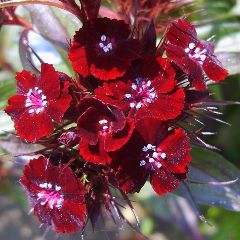 Dianthus barbatus Nigrescens Sooty - Garofano dei poeti (Fioritura)