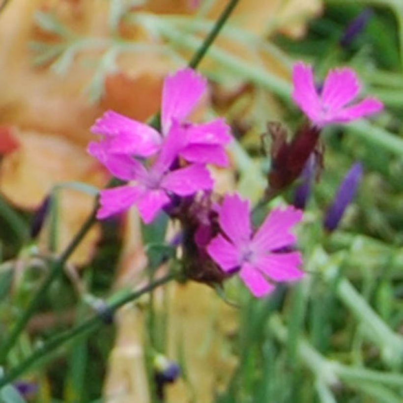 Dianthus carthusianorum - Garofanino dei Certosini (Fioritura)