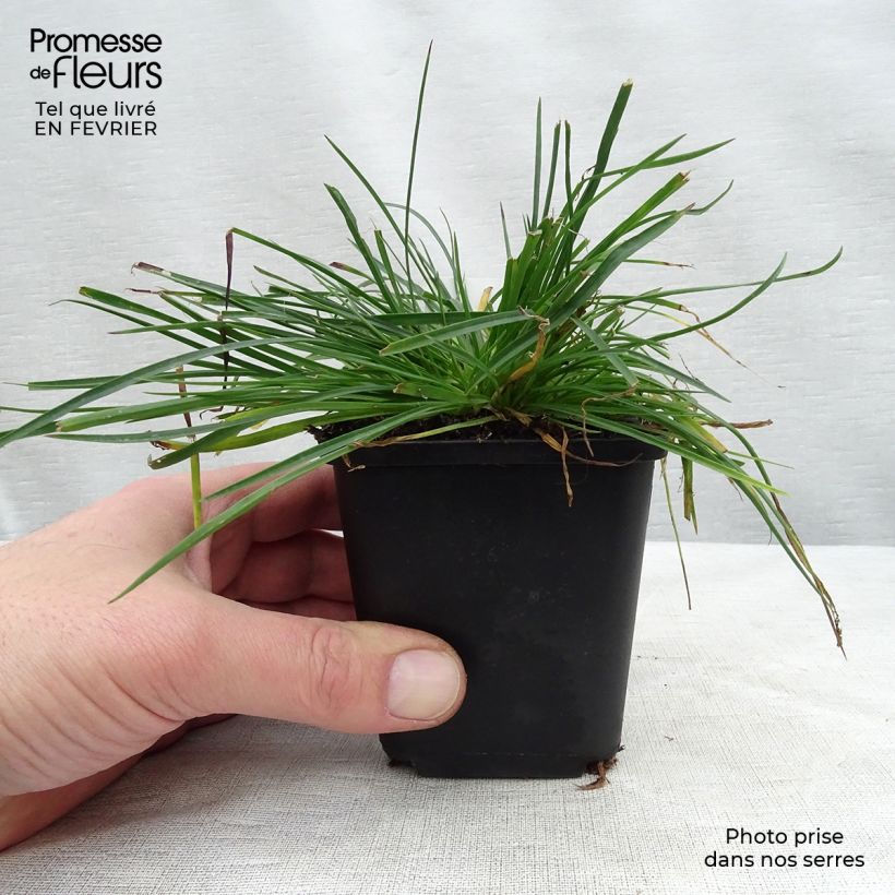 Dianthus carthusianorum - Oeillet des chartreux Godet de 9cm esemplare consegnato in inverno