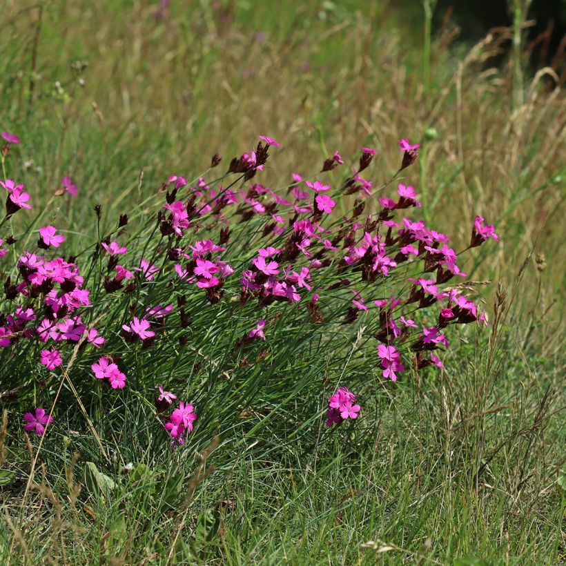 Dianthus carthusianorum - Garofanino dei Certosini (Porto)