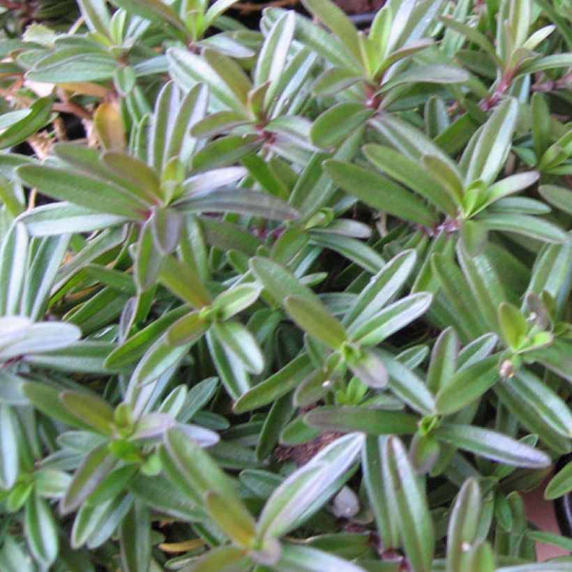 Dianthus deltoides Albiflorus - Garofanino minore (Fogliame)