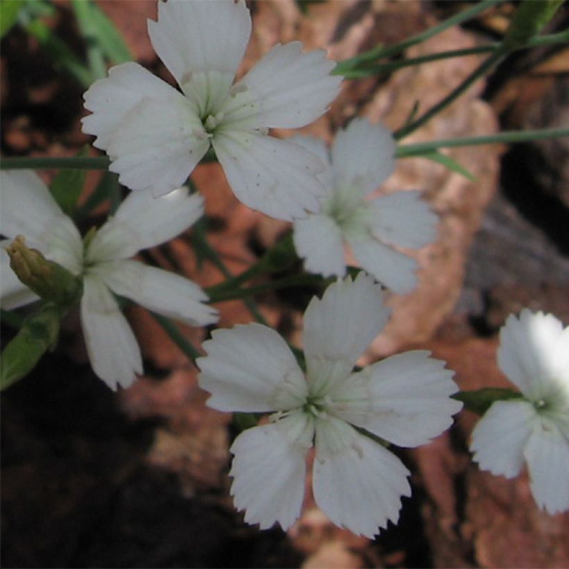 Dianthus deltoides Albiflorus - Garofanino minore (Fioritura)