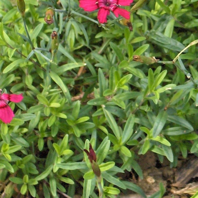 Dianthus deltoides Brillant - Garofanino minore (Fogliame)